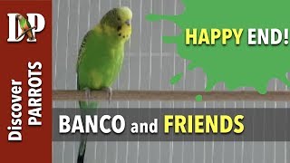 Banco the budgie and his two friends [upl. by Aicargatla]