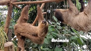 力比べの最中にカユくて我慢できなくなったナマケモノ女子。Sloth  Itchy 神戸どうぶつ王国 [upl. by Nitsa]