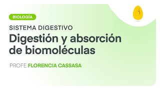 Digestión y absorción de biomoléculas  Biología  Sistema Digestivo  V2  Egg Educación [upl. by Hymie]