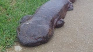 Student discovers giant Salamander as he walked to school in Japan [upl. by Litman]