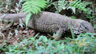 Clouded Monitor  Varanus bengalensis nebulosus [upl. by Eellah]