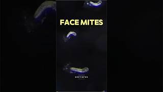 Face Mites The Tiny Pests You Didn’t Know Were Crawling on Your Face sciencefacts [upl. by Joe533]