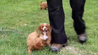 Cavapoo Puppies for Sale [upl. by Mart]