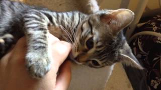 Brown tabby kitten squeaks and yawns [upl. by Antoinetta751]