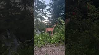 Sunset on Grouse mountain Vancouver [upl. by Helfand]