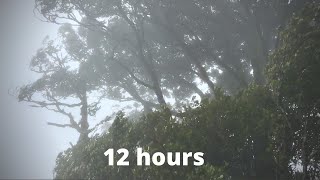 WIND SOUNDS for 12 Hours Sound of Wind for Relaxing Sleep Study Windy Sound [upl. by Peggir]