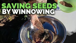 Saving Seeds Using the Ancient Winnowing Technique [upl. by Kired]