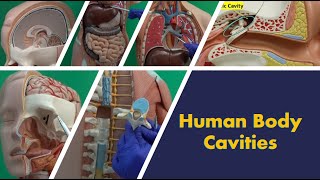 Human Body Cavities [upl. by Rabush]