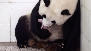 Birth Of Baby Panda  Panda Babies  BBC Earth [upl. by Nebur434]