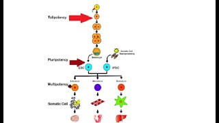 Difference between totipotent pluripotent amp multipotent stem cells [upl. by Anneirb]