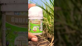 gibberellic acid uses🌾 plant growth hormone PGR farming agriculture pgr sugercane [upl. by Nivad]