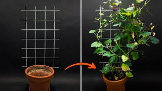 Climbing Plants Timelapse  83 Days [upl. by Ardussi]