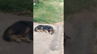 Pure Street Dog Sri lanka 😭dog animals trending viral [upl. by Accebor]