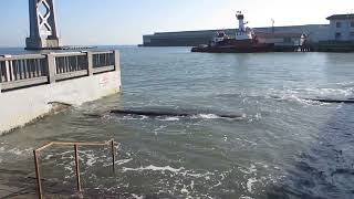 San Franciscos Embarcadero Drenched Super High Tide Reveals Sea Level Rise Reality [upl. by Derdlim107]