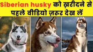 साइबेरियन हस्की के बारे 10 फैक्ट्स 10 Interesting Facts about Siberian Husky siberianhusky husky [upl. by Aeet]