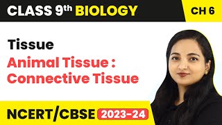 Animal Tissue  Connective Tissue  Tissue  Class 9 Biology Chapter 6  202324 [upl. by Ahseenak744]