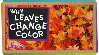 Why Do Leaves Change Colors in the Fall  Biology for Kids  SciShow Kids [upl. by Erlandson478]