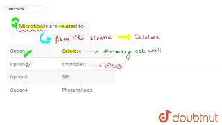 Microfibrils are related to [upl. by Jaquith130]