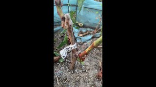 Boosting Grape Vine Ripening with Monopotassium Phosphate Tips and Tricks [upl. by Kjersti]