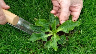 6 Edible Weeds That Are More Nutritious Than Store Bought Veggies [upl. by Agamemnon844]