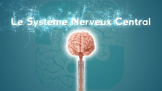 Neurolexique 2  Le Système Nerveux Central [upl. by Natsreik205]