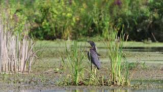 Gallinules and Herons [upl. by Ainitsirk]