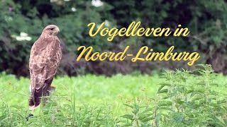 De Buizerd in VOGELLEVEN IN NOORDLIMBURG [upl. by Joy]