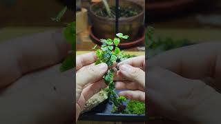 diy tutorial Easy Insect terrarium for mantis  spiders insects terrarium [upl. by Andree]