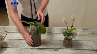 How to Plant Orchids with Water Beads Step by Step Tutorial  DIY  Amazing  ✔ [upl. by Lanta]