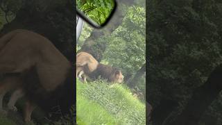 Knowsley safari zoo park  prescot uk [upl. by Anglo89]