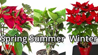 Poinsettia Care Throughout The Year [upl. by Reggi]