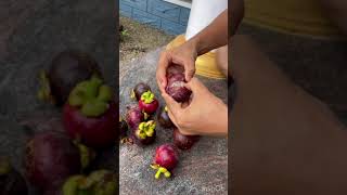 MangosteenHow to open and eat mangosteenThe queens fruit mangosteen [upl. by Roice]