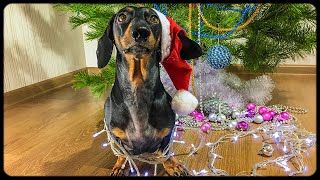 DOG opening Christmas PRESENT Cute amp funny dachshund dog video [upl. by Llerrat]