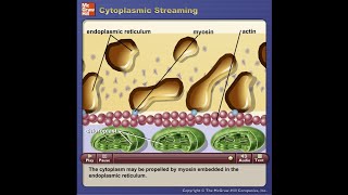 Cytoplasmic Streaming [upl. by Einnod459]