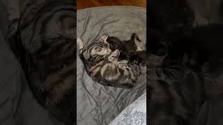 7 Weeks Old and Almost Weaned…ALMOST kitten purrfectlyadorable cat [upl. by Aleka]