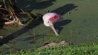 Roseate Spoonbill foraging [upl. by Rem458]