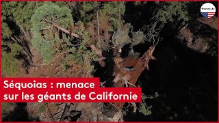 Séquoias  menace sur les géants de Californie [upl. by Kornher]