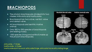 Brachiopods  Evolutionary Trend in Brachiopoda  Invertebrate Paleontology [upl. by Aihsei]