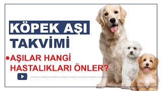 KÖPEK AŞI TAKVİMİ VE KÖPEK AŞI FİYATLARI 2023 [upl. by Korry]