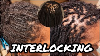 Interlocking Locs  How I Interlock My Locs [upl. by Falo]