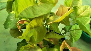 How to grow amp care Arrowhead plant  Syngonium care🍃 [upl. by Eugeniusz]