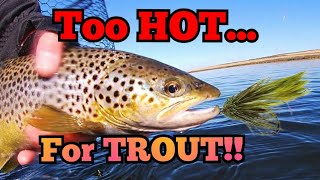 FLY FISHING in bright sunshine for this lovely BROWN TROUT flyfishing fishing [upl. by Enwahs]