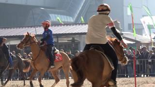 Pony Mounted Games alla Fiera Cavalli di Verona [upl. by Nirel759]