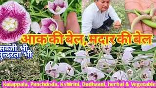 KshiriniPanchdodaAakkibel jal jeevantiDudhika DudhaaniOxistelma Rosy Milkweed Vinegarden [upl. by Valene]