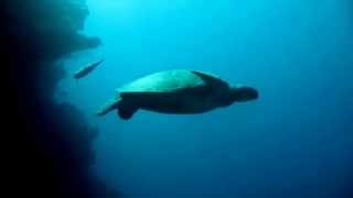 Sea Turtles Run the Gauntlet  North America [upl. by Eecyac]