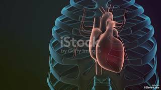 The Human Heart Structure Function and Health Explained [upl. by Nnayar250]