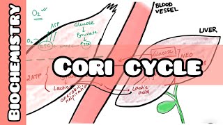 Cori Cycle  Biochemistry lecture for USMLE NEET PG INICET NCLEX [upl. by Finny]