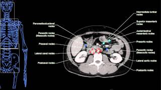 Anatomy Labeled Lymph Node Spaces amp Hepatic Segments [upl. by Yortal]