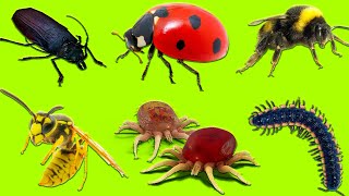 Learn Insects  Learn Names and Sounds of Insects for Kids in English 2 [upl. by Eam]