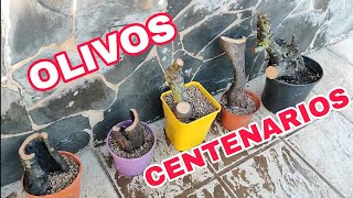 Como HACER estacas de OLIVO CENTENARIO ESQUEJAR OLIVOS [upl. by Trevlac]